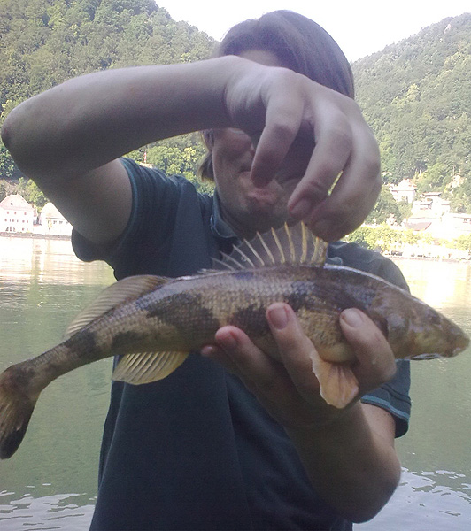 Zingel (Zingel zingel) 2011 - Rekordfische – größte Fische Österreichs
