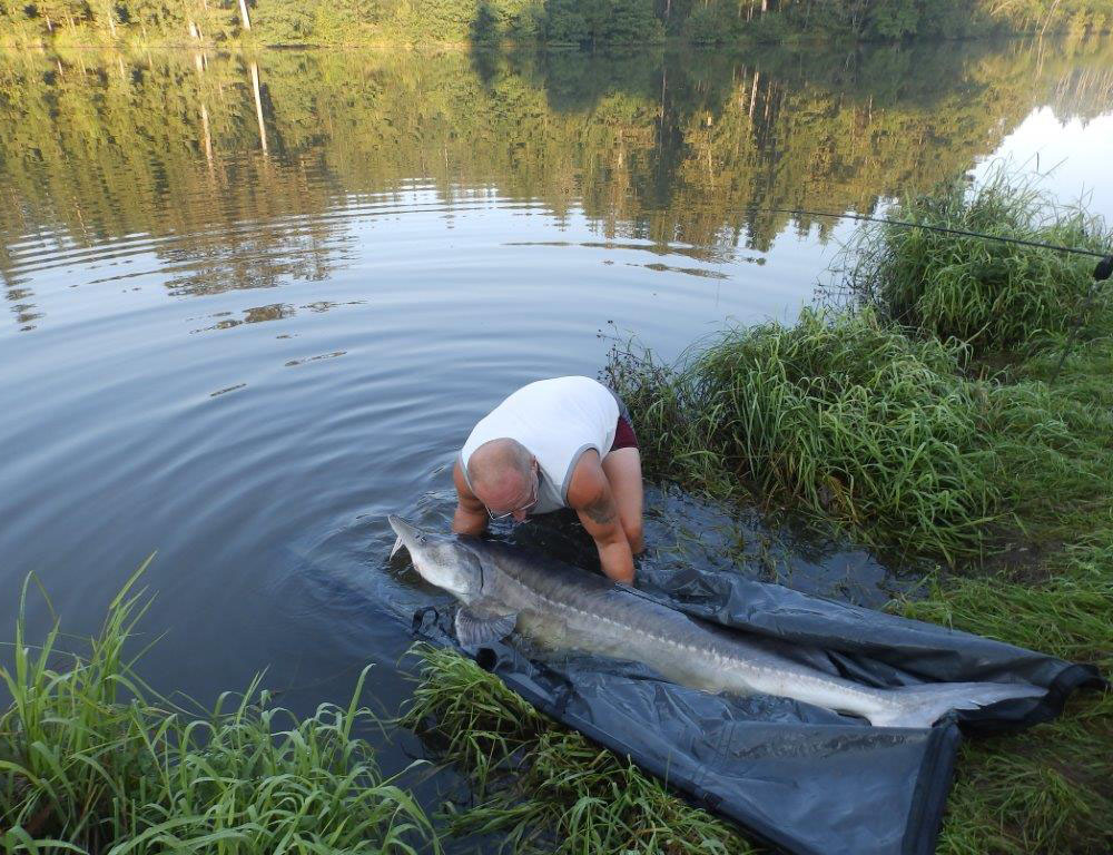 Hausen Huso Huso 2015 Rekordfische Grosste Fische Osterreichs